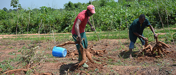 IITA Bioinformatics Genotyping by sequencing